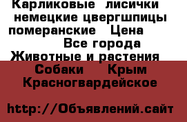 Карликовые “лисички“  немецкие цвергшпицы/померанские › Цена ­ 35 000 - Все города Животные и растения » Собаки   . Крым,Красногвардейское